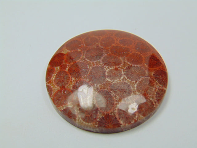 94.20ct Petoskey Stone 40mm