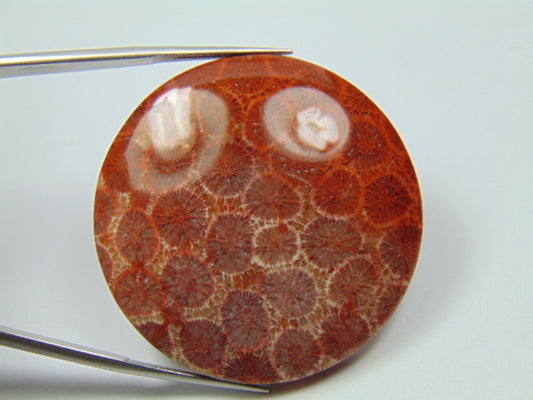 94.50ct Petoskey Stone 40mm