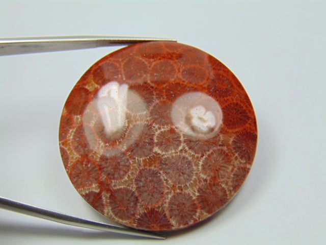 94.20ct Petoskey Stone 40mm