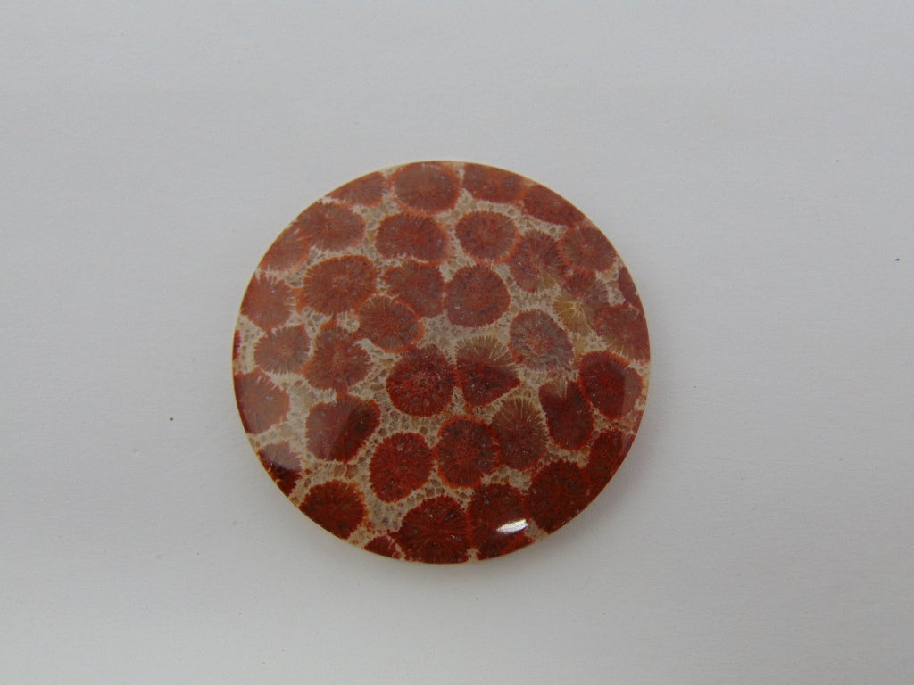 79.40ct Petoskey Stone 40mm