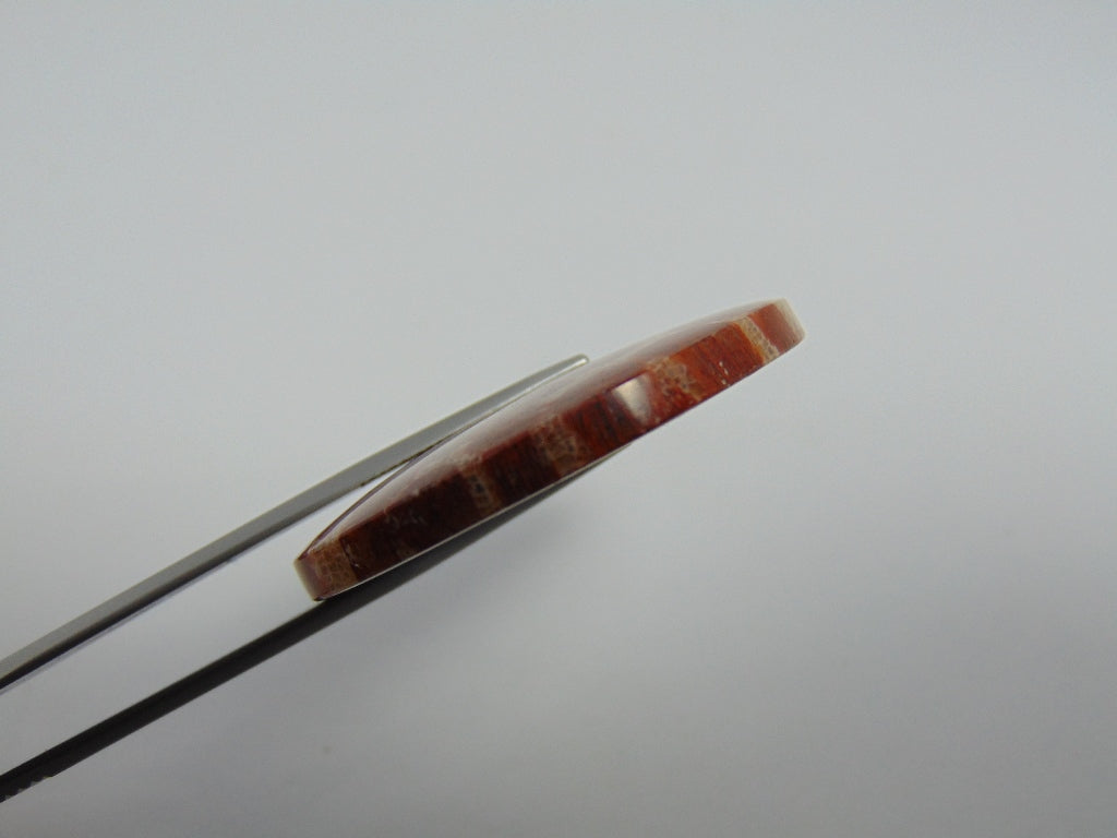 79.40ct Petoskey Stone 40mm