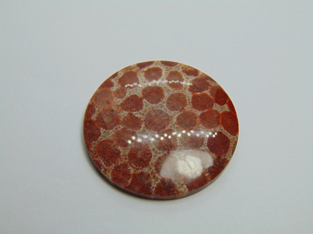 72.10ct Petoskey Stone 40mm