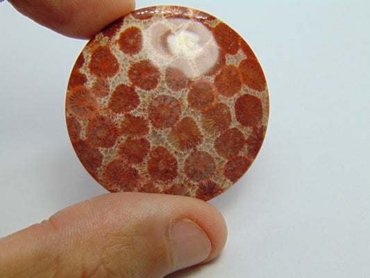 72.10ct Petoskey Stone 40mm