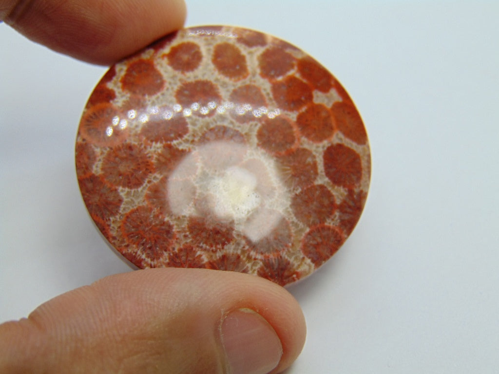72.10ct Petoskey Stone 40mm