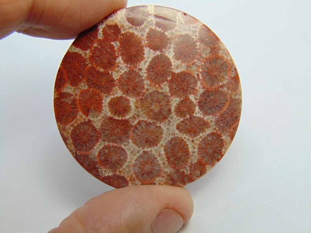 72.10ct Petoskey Stone 40mm