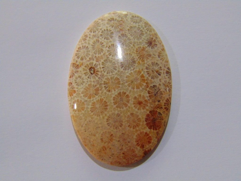 93.50ct Petoskey Stone